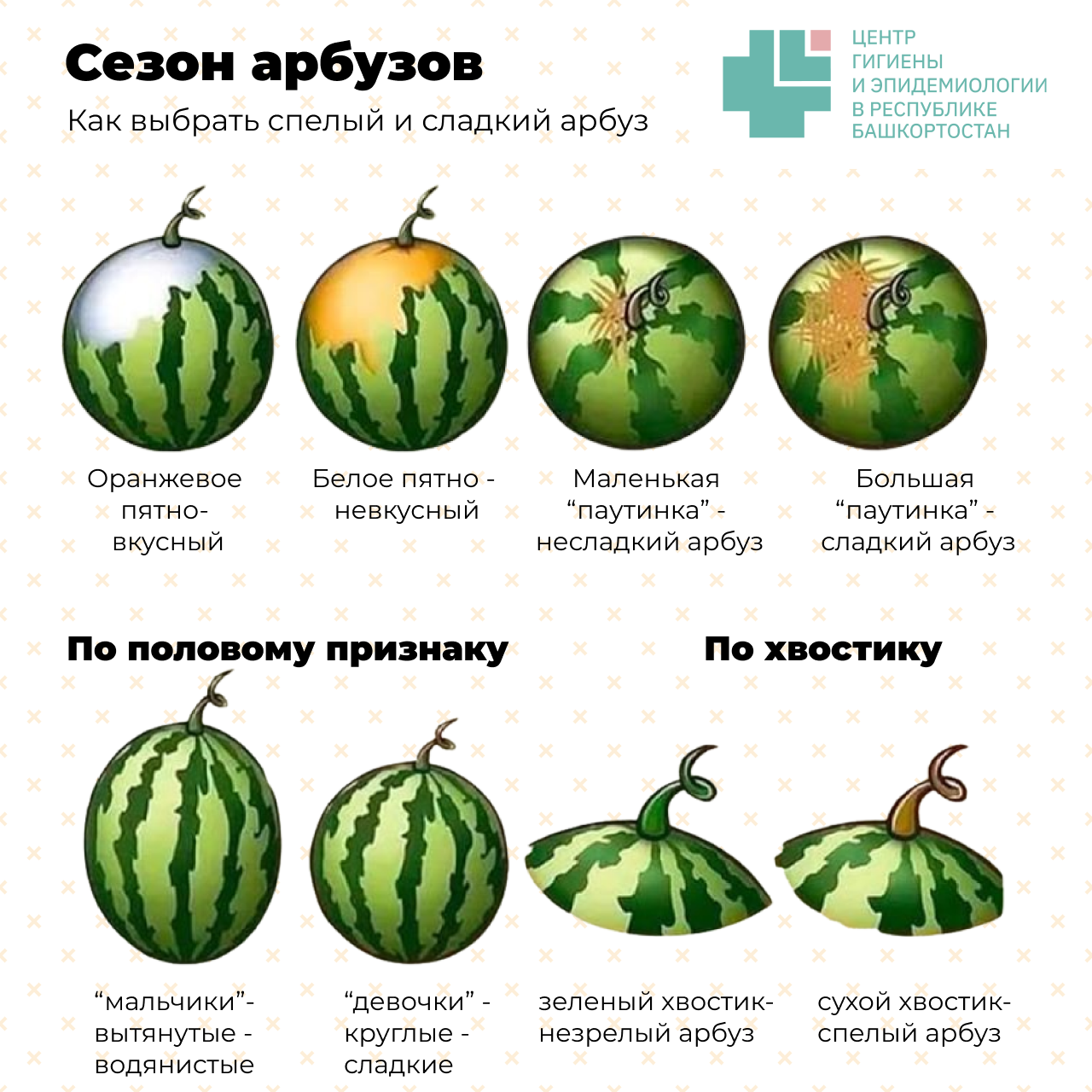 Когда покупать арбузы. Арбуз созревание. Спелость арбуза. Срок созревания арбуза. Созревший Арбуз.